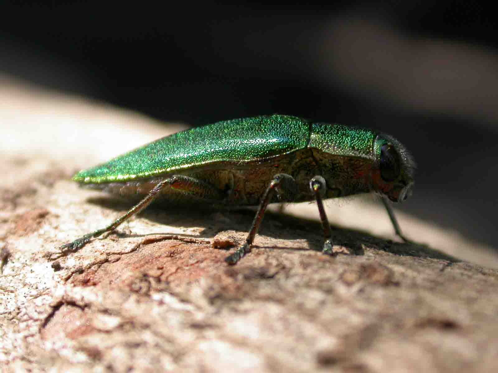 Latipalpis plana
